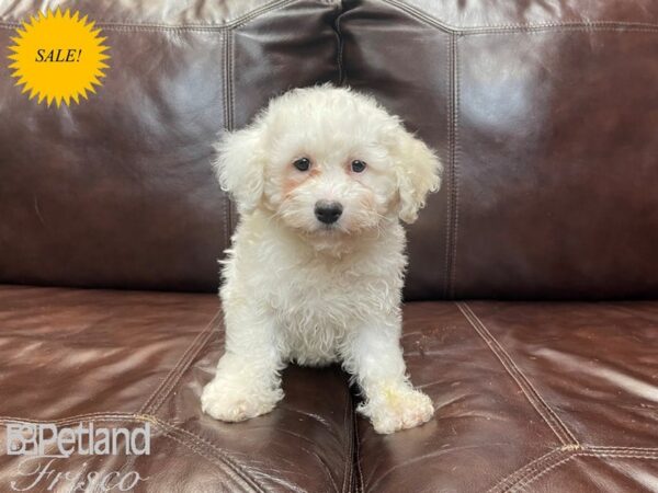 Bichon Frise DOG Female White 27349 Petland Frisco, Texas