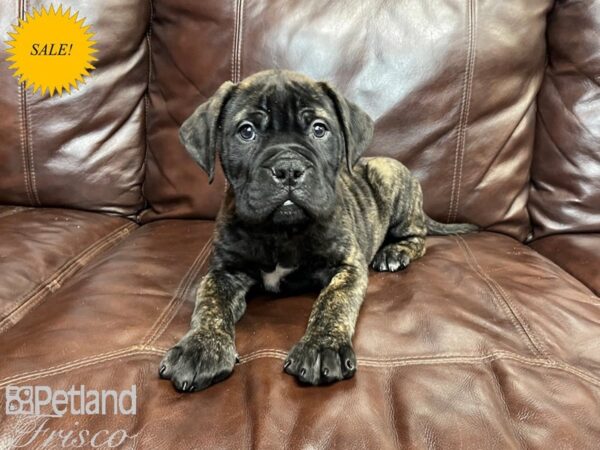 Bull Mastiff DOG Male Fawn Brindle 27350 Petland Frisco, Texas