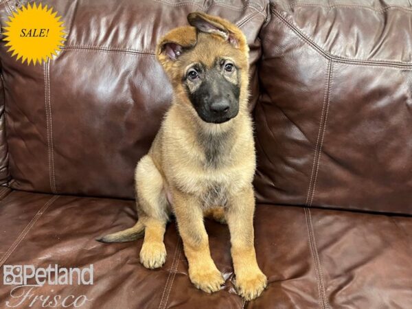 German Shepherd DOG Male Sable 27353 Petland Frisco, Texas