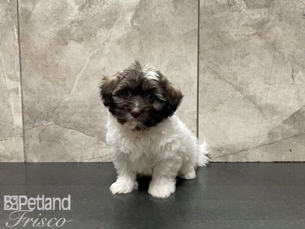 Havanese-DOG-Male-White & Brown-27465-Petland Frisco & Mckinney, Texas