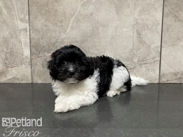 Havanese-DOG-Male-Black & White-27466-Petland Frisco & Mckinney, Texas