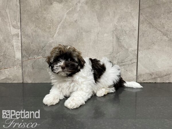 Havanese-DOG-Female-White & Choc-27467-Petland Frisco & Mckinney, Texas