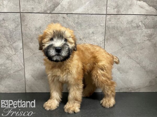 Soft Coated Wheaten Terrier DOG Male Wheaten 27468 Petland Frisco, Texas