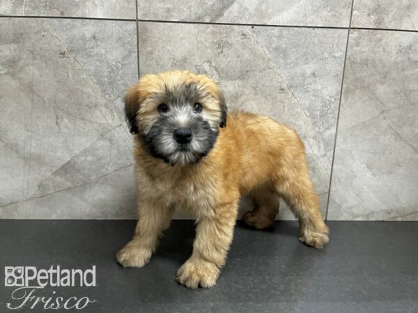 Soft Coated Wheaten Terrier DOG Male Wheaten 27469 Petland Frisco, Texas