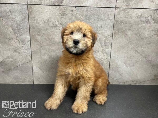 Soft Coated Wheaten Terrier DOG Male Wheaten 27470 Petland Frisco, Texas