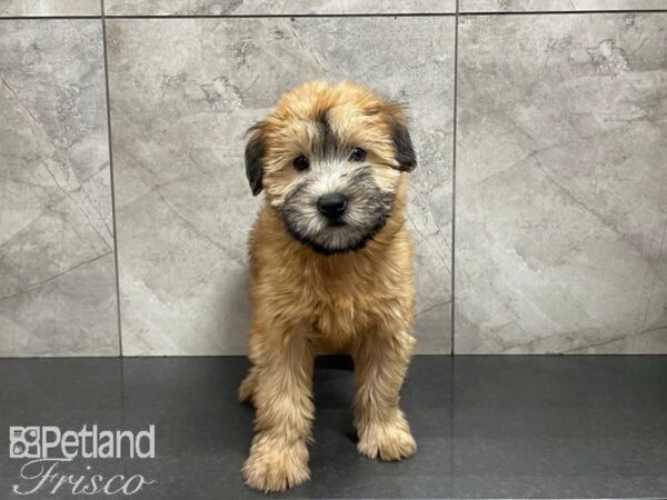 Soft Coated Wheaten Terrier DOG Female Wheaten 27471 Petland Frisco, Texas