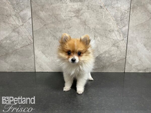 Pomeranian-DOG-Male-Sable & White-27472-Petland Frisco & Mckinney, Texas