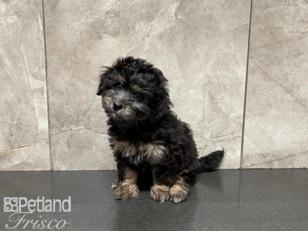 F1B Mini Bernadoodle-DOG-Male-Black & Tan-27474-Petland Frisco & Mckinney, Texas