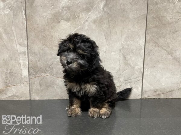 F1B Mini Bernadoodle DOG Male Black & Tan 27474 Petland Frisco, Texas