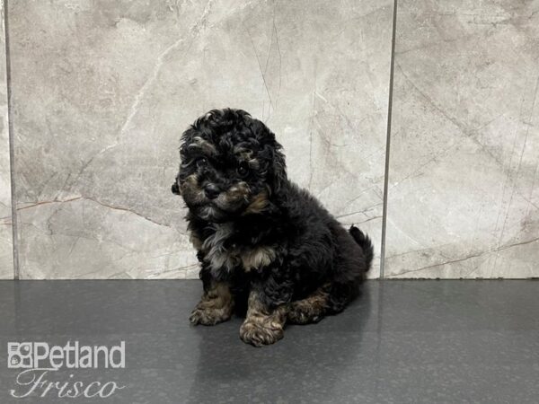 F1B Mini Bernadoodle-DOG-Male-Black & Tan-27475-Petland Frisco, Texas