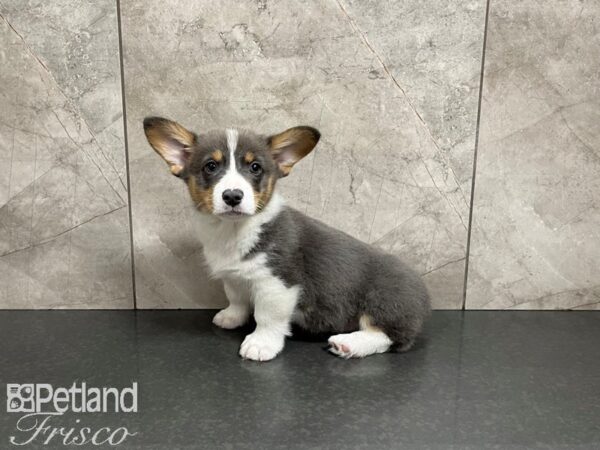 Pembroke Welsh Corgi-DOG-Male-Blue Tri-27476-Petland Frisco, Texas