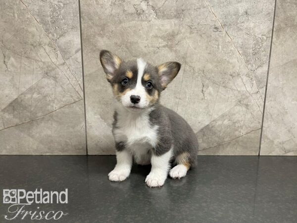 Pembroke Welsh Corgi-DOG-Female-Blue Tri-27477-Petland Frisco, Texas