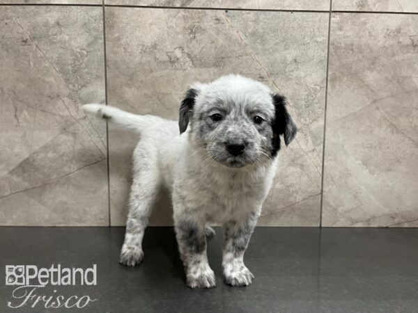 Australian Cattle Dog DOG Female White w/ Blk 27478 Petland Frisco, Texas