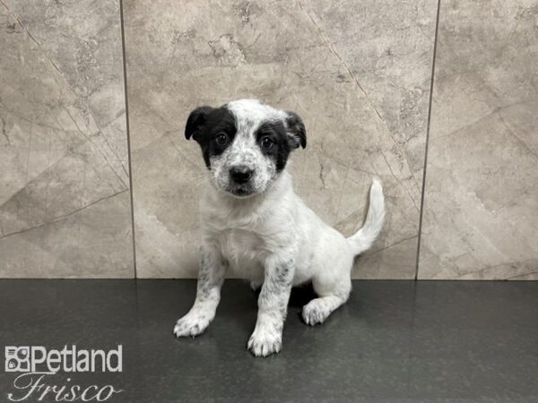 Australian Cattle Dog-DOG-Female-White w/ Blk-27479-Petland Frisco & Mckinney, Texas