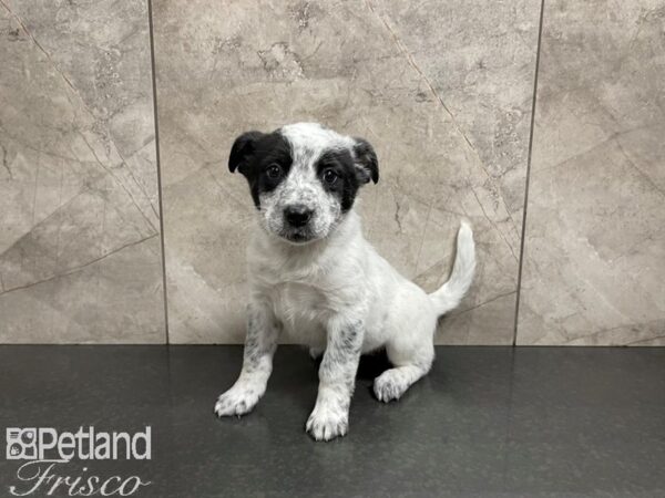 Australian Cattle Dog DOG Female White w/ Blk 27479 Petland Frisco, Texas