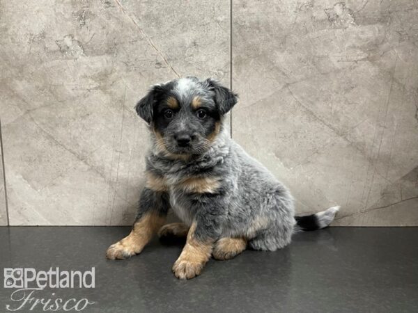 Australian Cattle Dog DOG Female Tri 27480 Petland Frisco, Texas