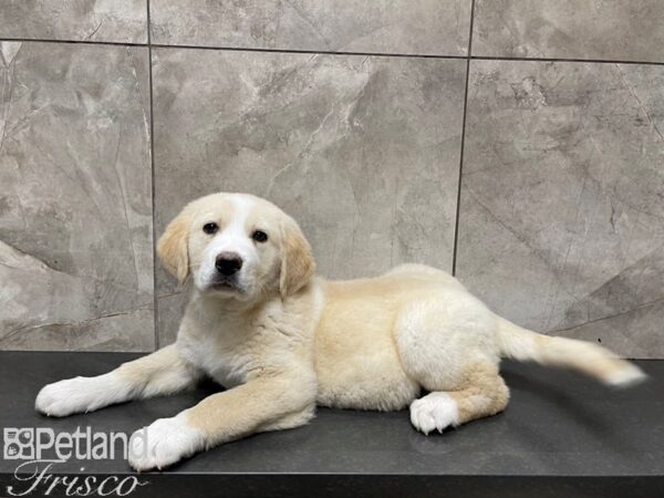 Great Pyrenees/Labrador Retriever-DOG-Female-Cream-27482-Petland Frisco, Texas