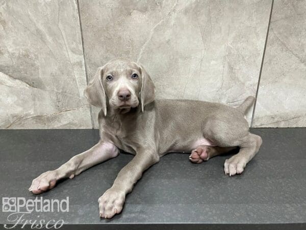 Weimaraner-DOG-Male-Silver Grey-27483-Petland Frisco, Texas