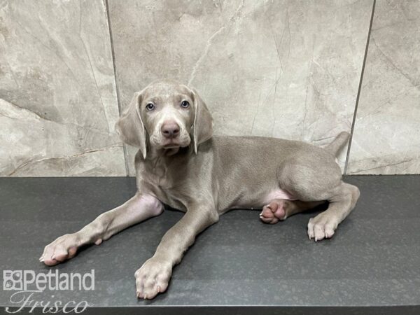 Weimaraner DOG Male Silver Grey 27483 Petland Frisco, Texas