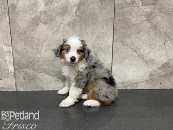 Miniature Australian Shepherd-DOG-Male-Blue Merle-27484-Petland Frisco & Mckinney, Texas