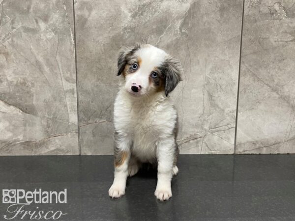 Miniature Australian Shepherd-DOG-Female-Blue Merle-27485-Petland Frisco & Mckinney, Texas