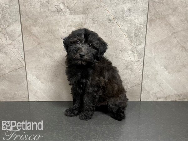 Mini Whoodle DOG Male Black and Tan 27486 Petland Frisco, Texas