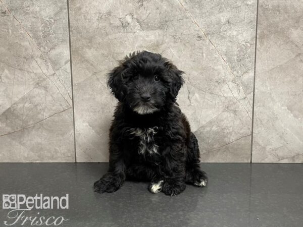 Mini Whoodle-DOG-Male-Black and Tan-27487-Petland Frisco & Mckinney, Texas