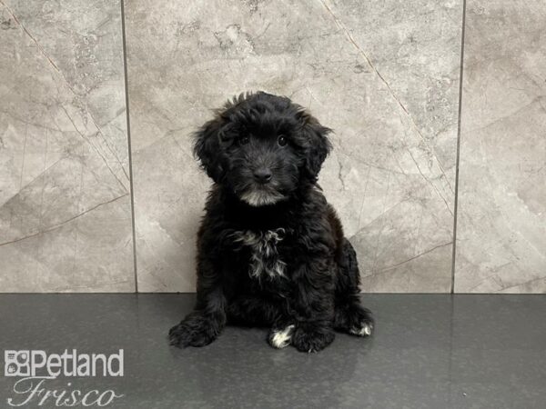 Mini Whoodle-DOG-Male-Black and Tan-27487-Petland Frisco, Texas