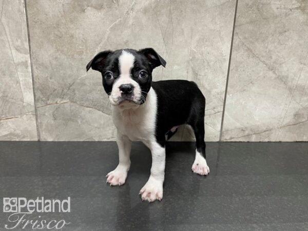 Boston Terrier DOG Male Black and White 27488 Petland Frisco, Texas