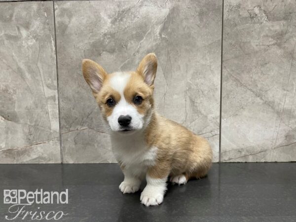 Pembroke Welsh Corgi-DOG-Male-Red & White-27489-Petland Frisco & Mckinney, Texas