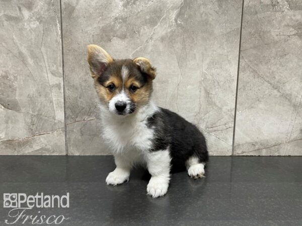 Pembroke Welsh Corgi-DOG-Female-TRI-27490-Petland Frisco, Texas