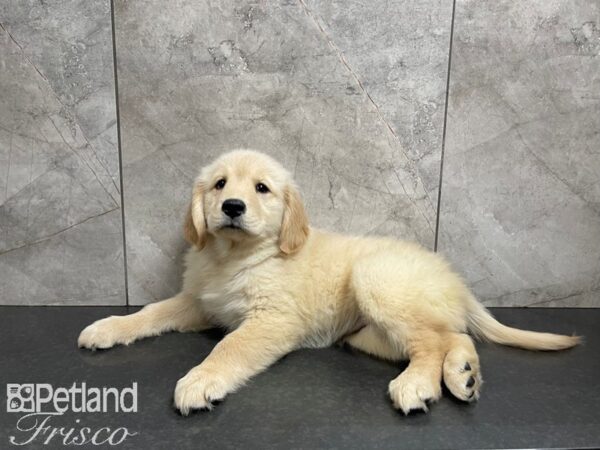 Golden Retriever-DOG-Female-Gold-27491-Petland Frisco & Mckinney, Texas
