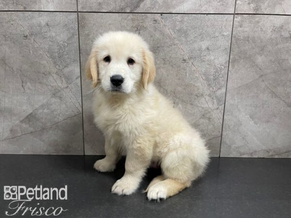 Golden Retriever-DOG-Male-Gold-27492-Petland Frisco & Mckinney, Texas