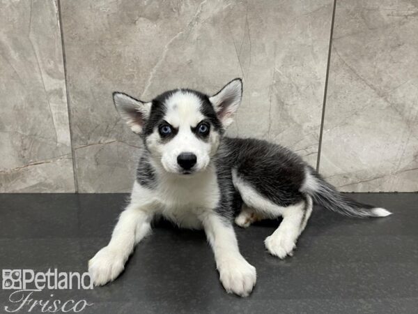 Siberian Husky-DOG-Female-Black & WHite-27493-Petland Frisco & Mckinney, Texas