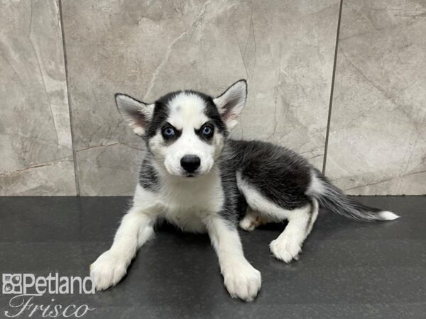 Siberian Husky-DOG-Female-Black & WHite-27493-Petland Frisco, Texas