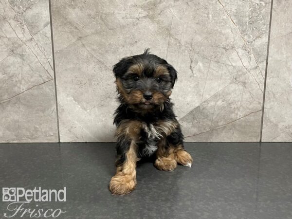 Yorkshire Terrier-DOG-Male-BLK TAN-27494-Petland Frisco & Mckinney, Texas