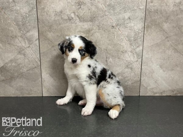 Mini Australian Shepherd-DOG-Male-BLUE MERLE-27495-Petland Frisco & Mckinney, Texas