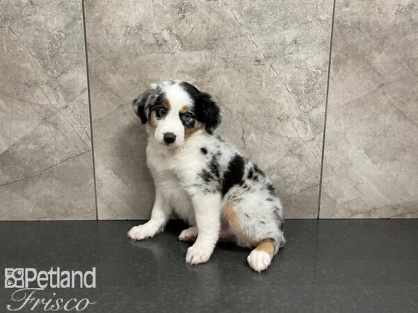 Mini Australian Shepherd DOG Male BLUE MERLE 27495 Petland Frisco, Texas