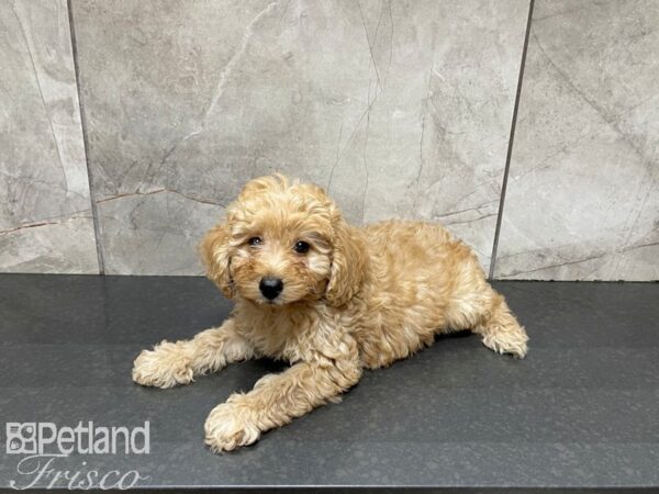 Miniature Poodle DOG Male APRICOT 27496 Petland Frisco, Texas