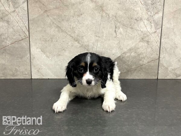 Cava Poo DOG Female black white 27497 Petland Frisco, Texas