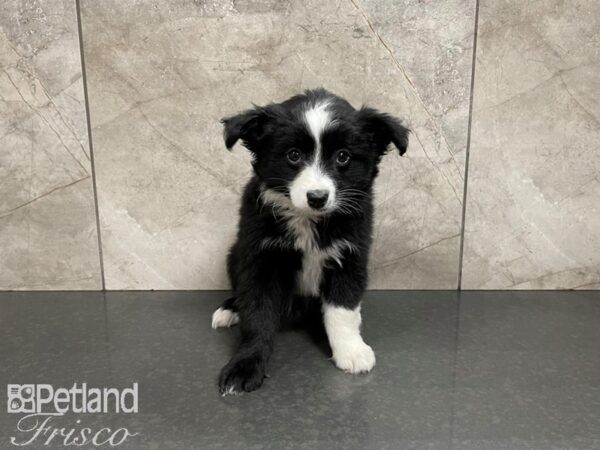 Mini Aussie DOG Male black white 27498 Petland Frisco, Texas