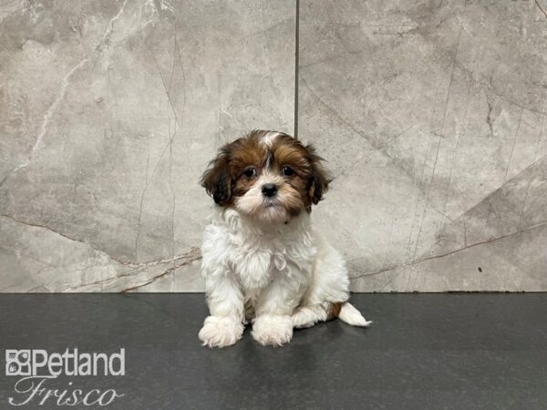 Teddy Bear-DOG-Male-BROWN WH-27499-Petland Frisco & Mckinney, Texas