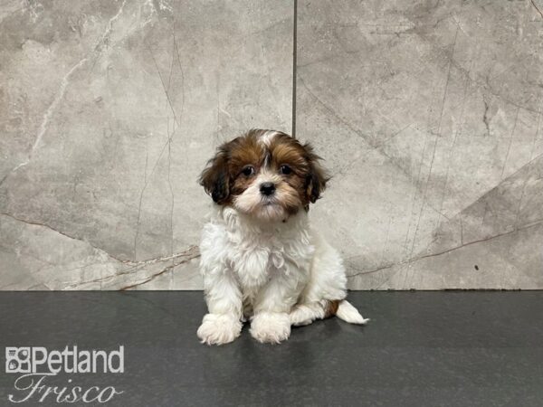 Teddy Bear DOG Male BROWN WH 27499 Petland Frisco, Texas