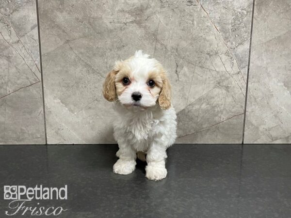 Cava Chon-DOG-Female-BROWN WH-27501-Petland Frisco & Mckinney, Texas