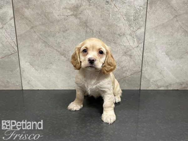 Cocka Poo-DOG-Female-RED-27502-Petland Frisco, Texas