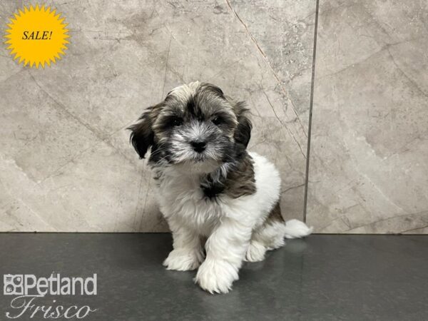 Havanese-DOG-Male--27390-Petland Frisco, Texas