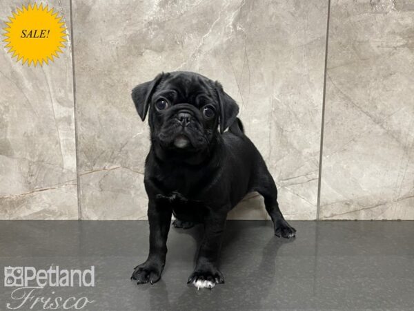 Pug-DOG-Male-Black-27402-Petland Frisco & Mckinney, Texas