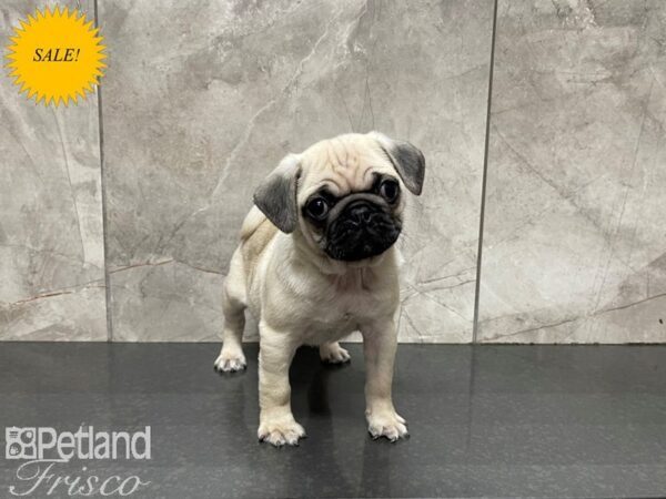 Pug-DOG-Male-Fawn-27403-Petland Frisco & Mckinney, Texas