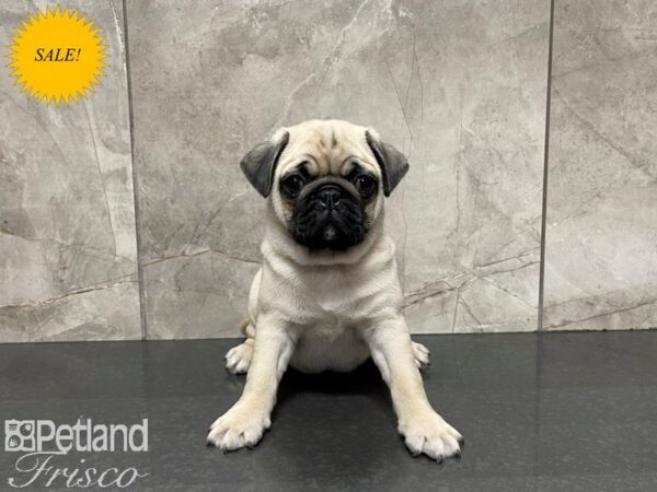 Pug-DOG-Male-Fawn-27404-Petland Frisco, Texas