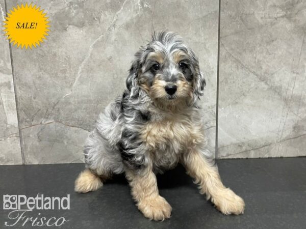 F1B Goldendoodle-DOG-Male-Blue Merle-27406-Petland Frisco & Mckinney, Texas